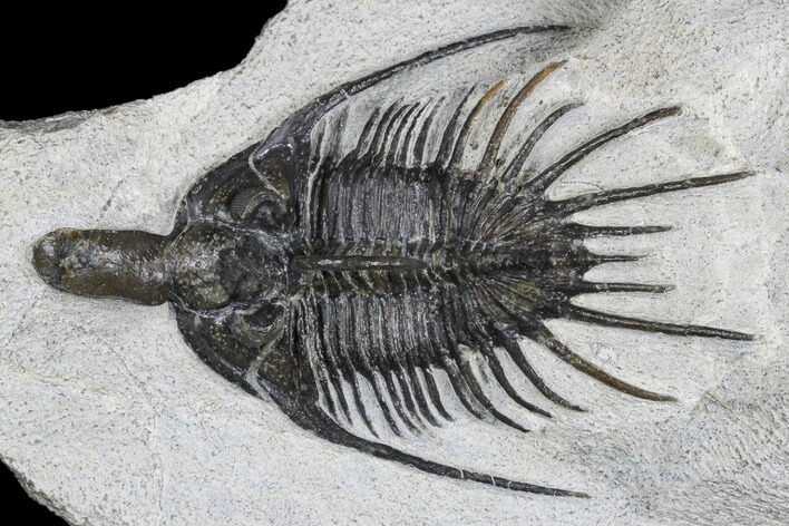 Bargain, Psychopyge Trilobite - Issoumour, Morocco #179885